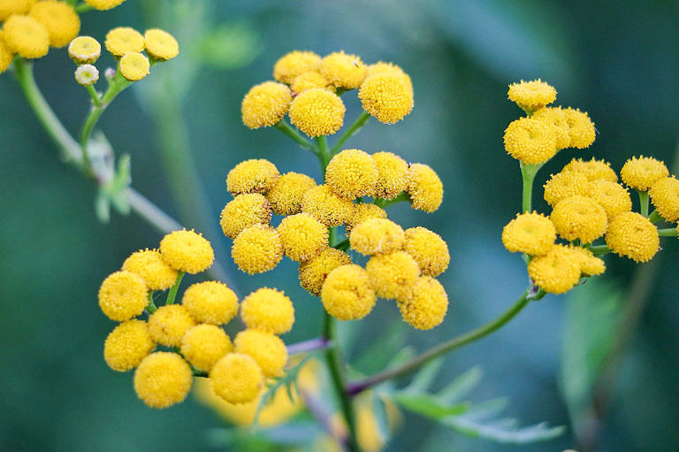 Эфирное масло бессмертника (Helichrysum italicum) — свойства ...
