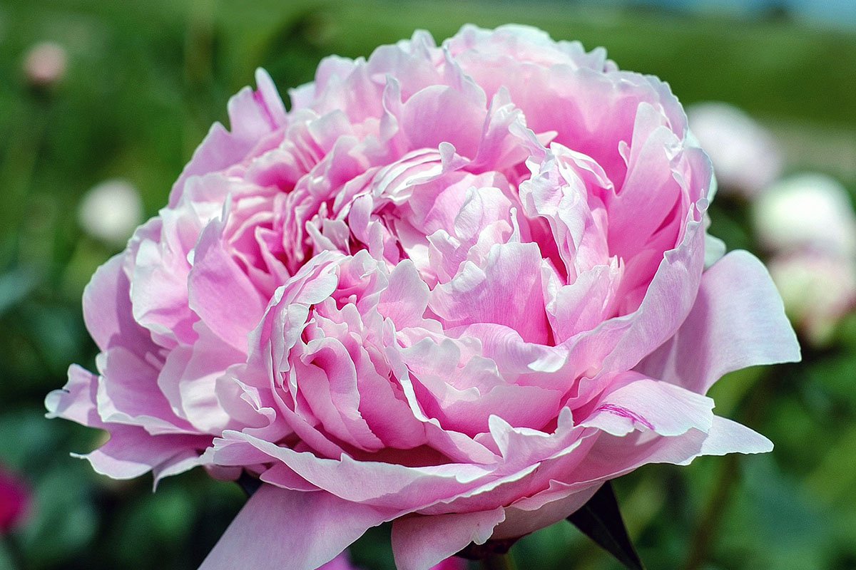 Эфирное масло пиона (Paeonia anomala) — свойства, применение, польза и вред  — Aroma Joy