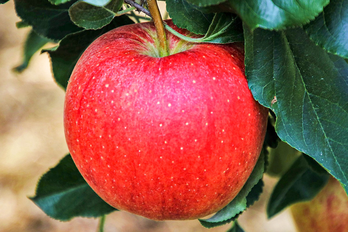 Яблоки на ветке красные