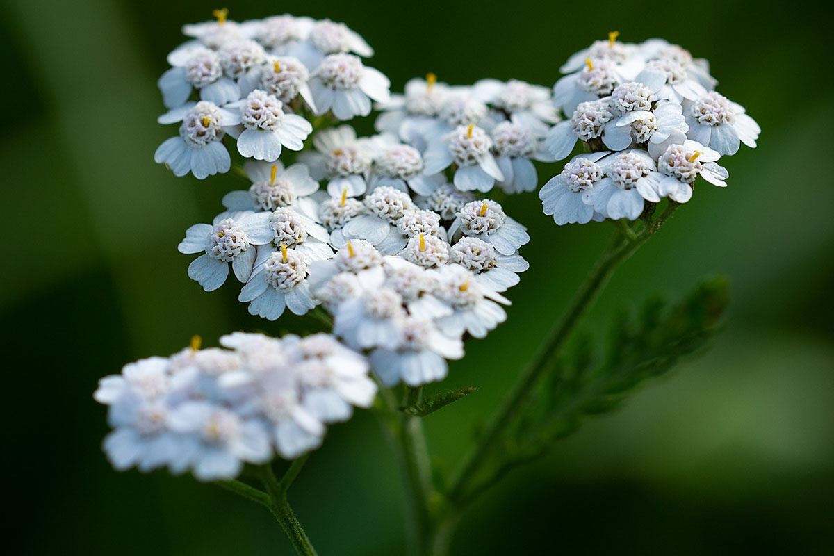 Эфирное масло тысячелистника (Achillea millefolium) — свойства, применение,  польза и вред — Aroma Joy