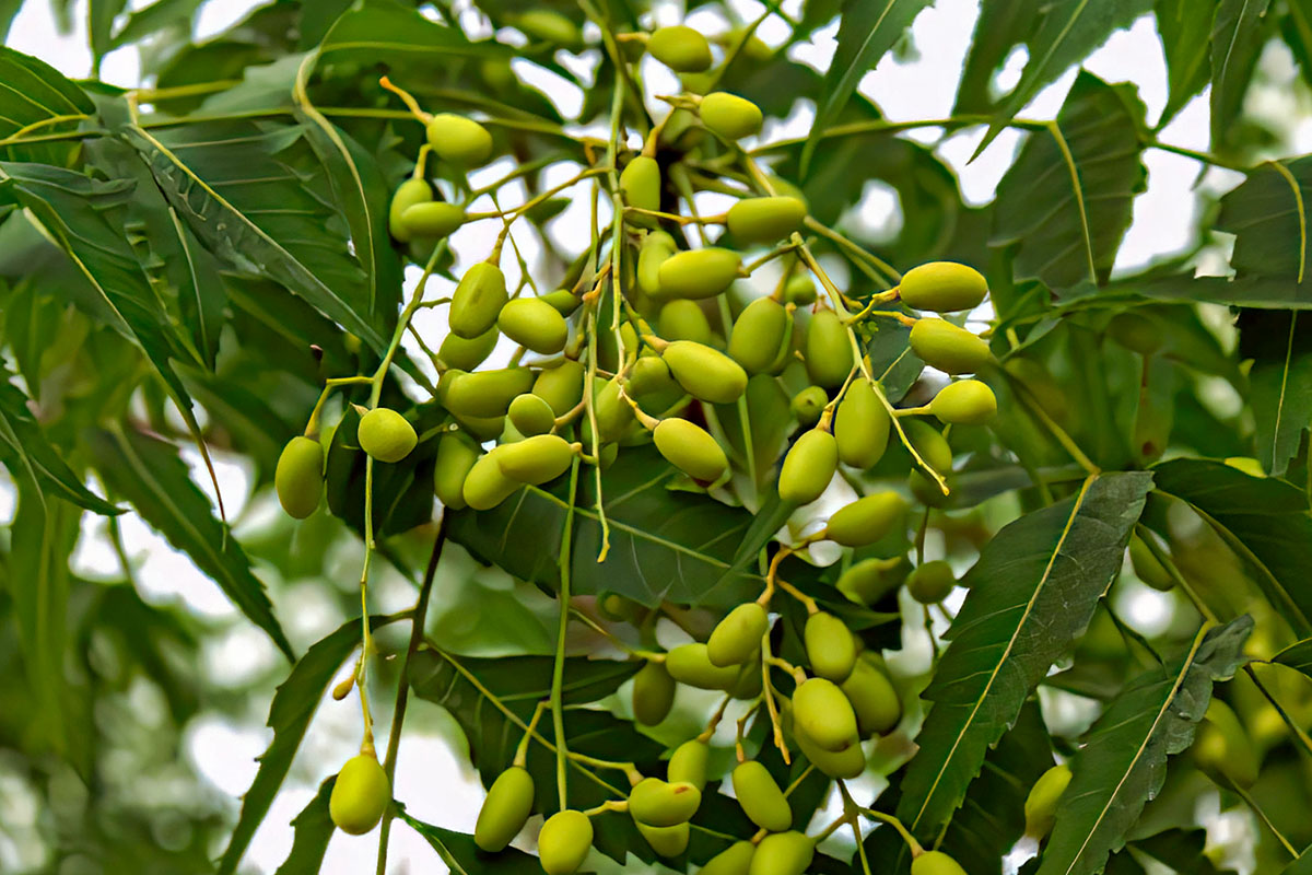Базовое масло нима (Azadirachta indica) — свойства, применение, польза ...