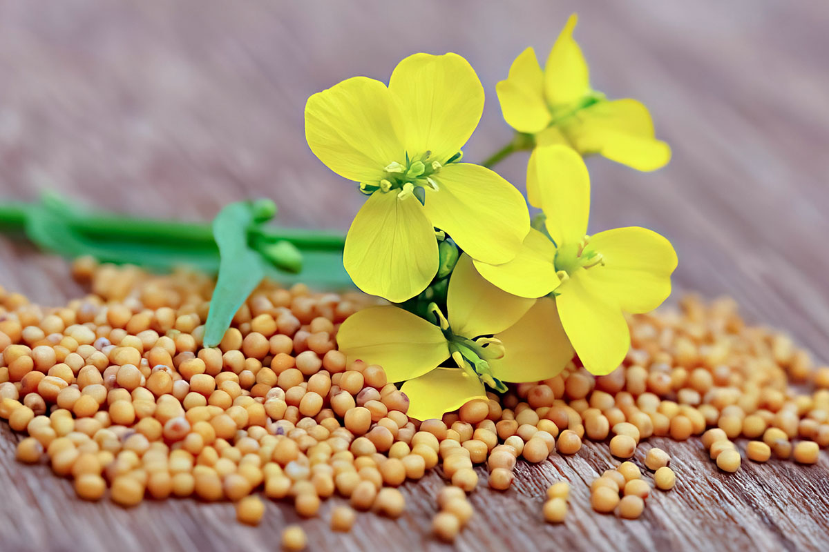 В чем польза горчицы. Brassica juncea. Горчица в зернах. Семена горчицы фото. Горчичное зерно.