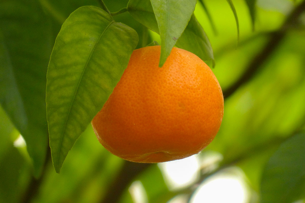 Фрукт похожий на маленький мандарин. Клементин мандарин дерево. Цитрус мандарин Mandarine. Померанец дерево. Нобилис и мандарины.