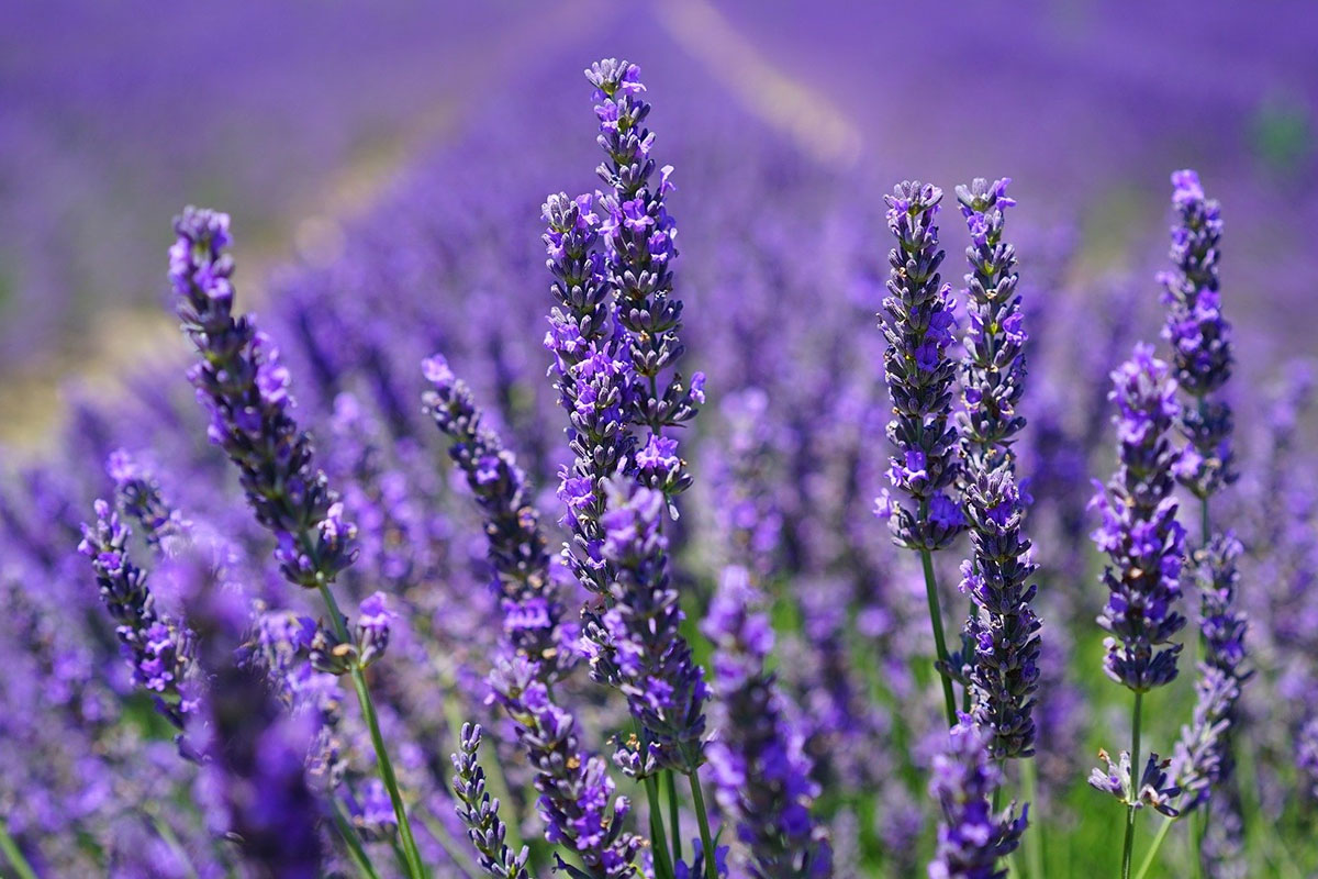 Эфирное масло лаванды (Lavandula officinalis) — свойства, применение,  польза и вред — Aroma Joy