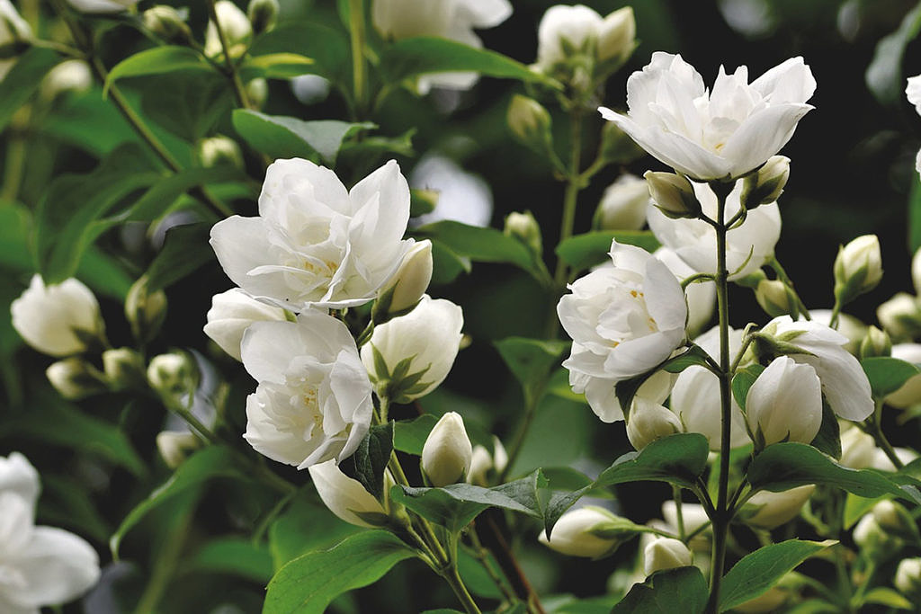 Эфирное масло жасмина (Jasminum officinale) — свойства, применение ...